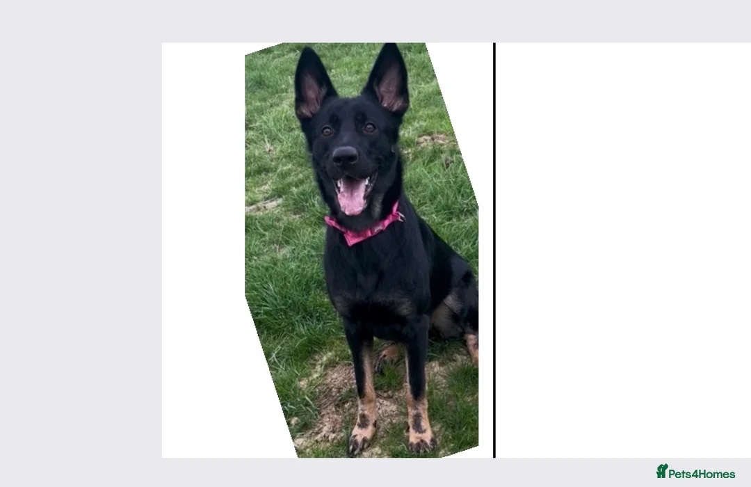 German Shepherd dogs for sale: Puppies german shepherd  - Advert 1