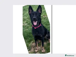 German Shepherd dogs German shepherd puppies - Advert 16