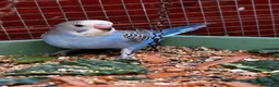 Budgerigars birds for sale: Baby budgies  - Advert 9