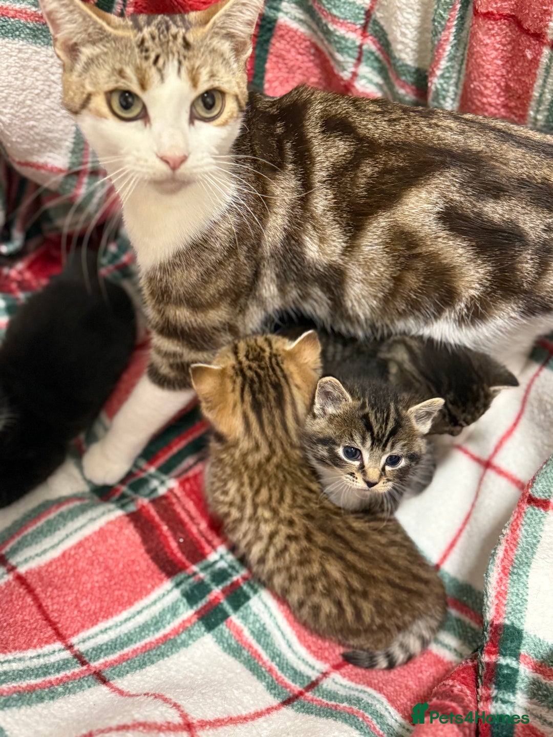 Domestic Shorthair cats for sale: Beautiful Kittens available - Image 8
