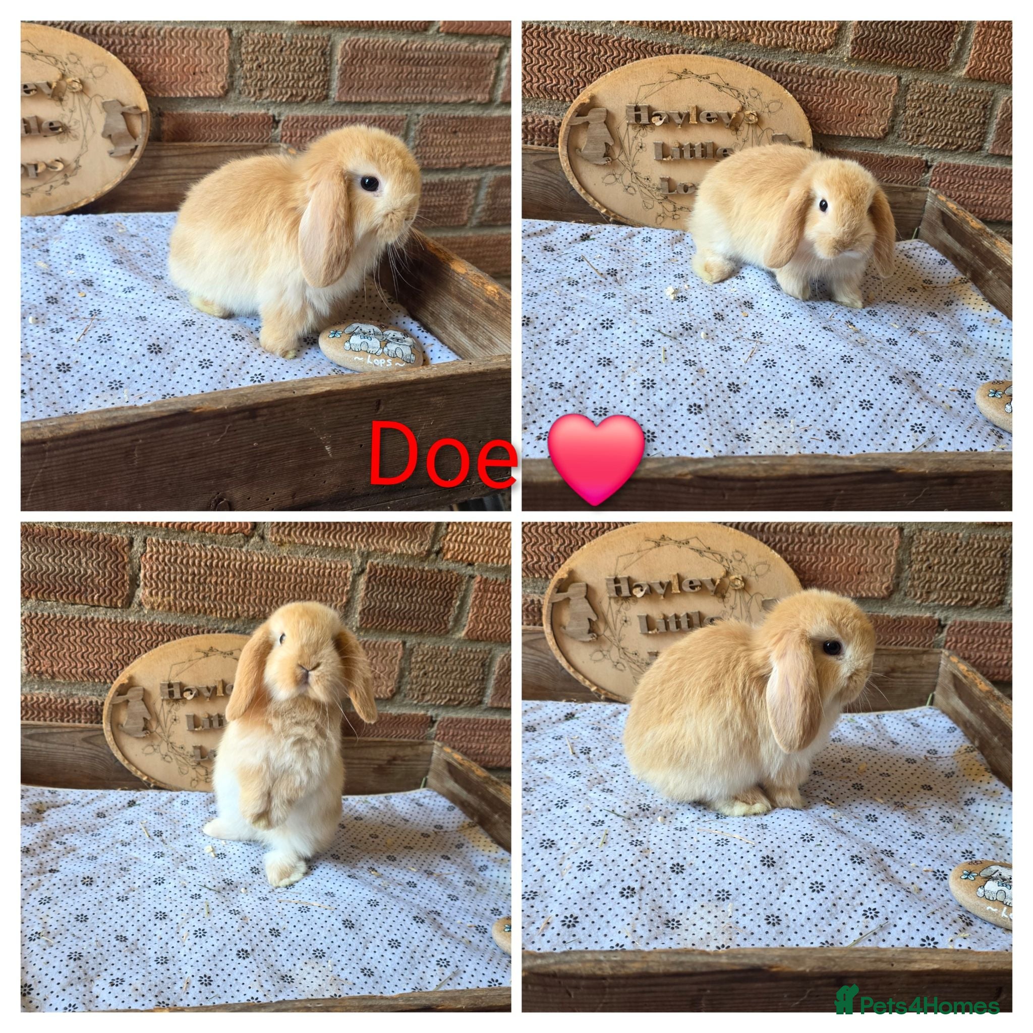 Mini Lop rabbits Gorgeous pure breed mini lops  - Advert 2