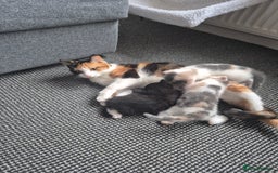 Mixed Breed cats for sale: Kittens for sale - Image 3