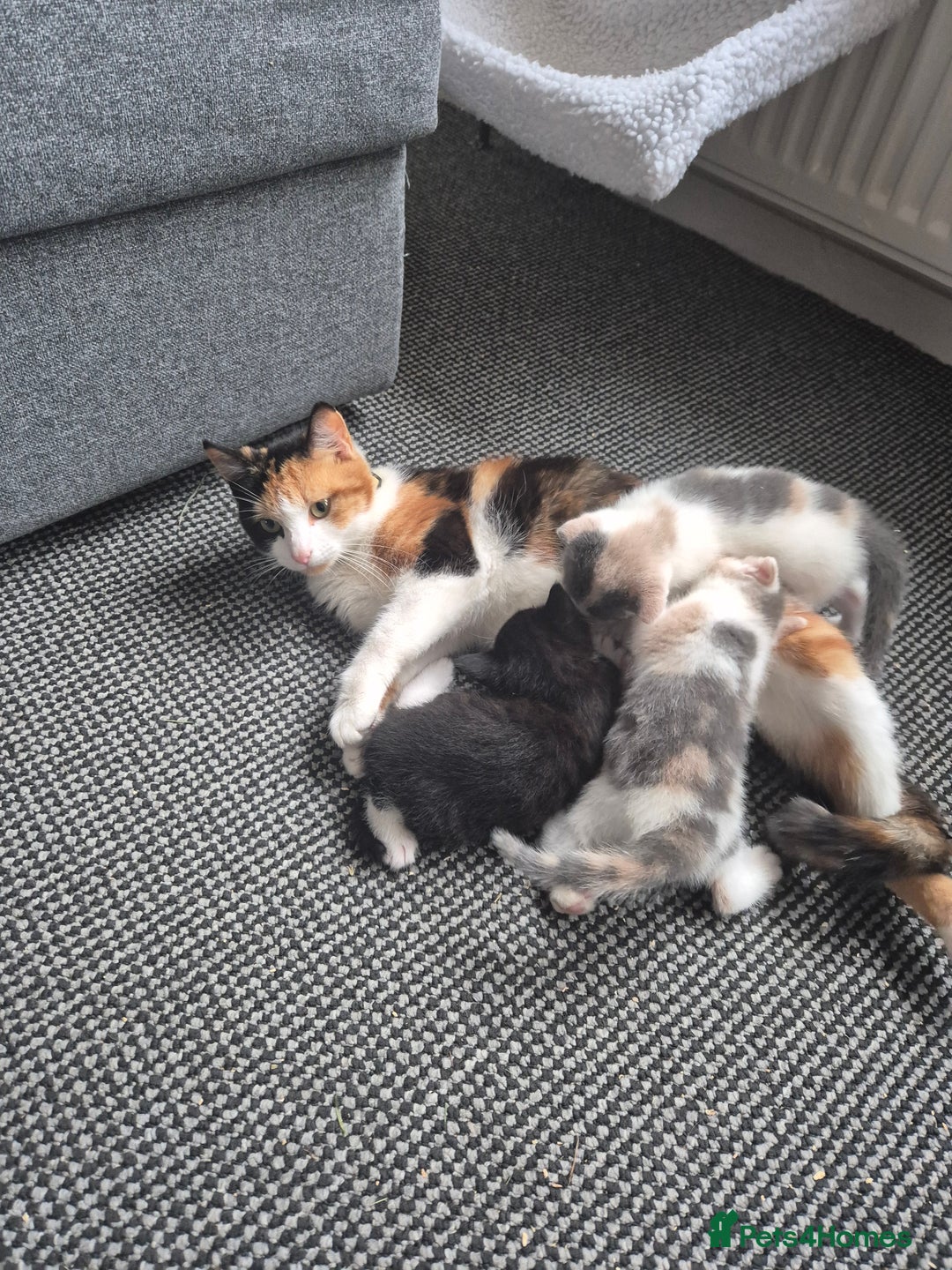 Mixed Breed cats for sale: Kittens for sale - Image 3
