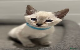 Siamese cats for sale: GCCF Registered Traditional Siamese Kittens.  - Image 33