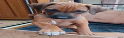 Rhodesian Ridgeback dogs for sale: Pedigree Rhodesian Ridgeback puppies.  - Advert 12