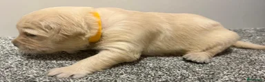 Golden Retriever 4