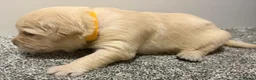 Golden Retriever dogs for sale: Beautiful healthy puppies - Advert 34