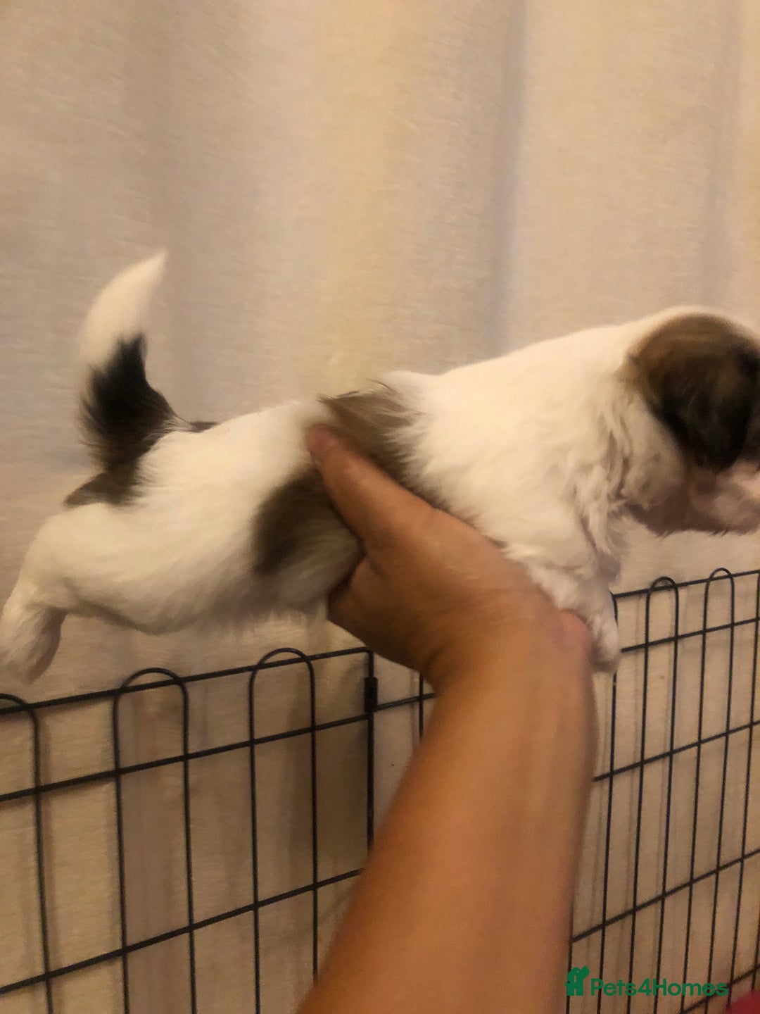Shih Tzu dogs for sale: Angel’s Shih zhus  - Image 10