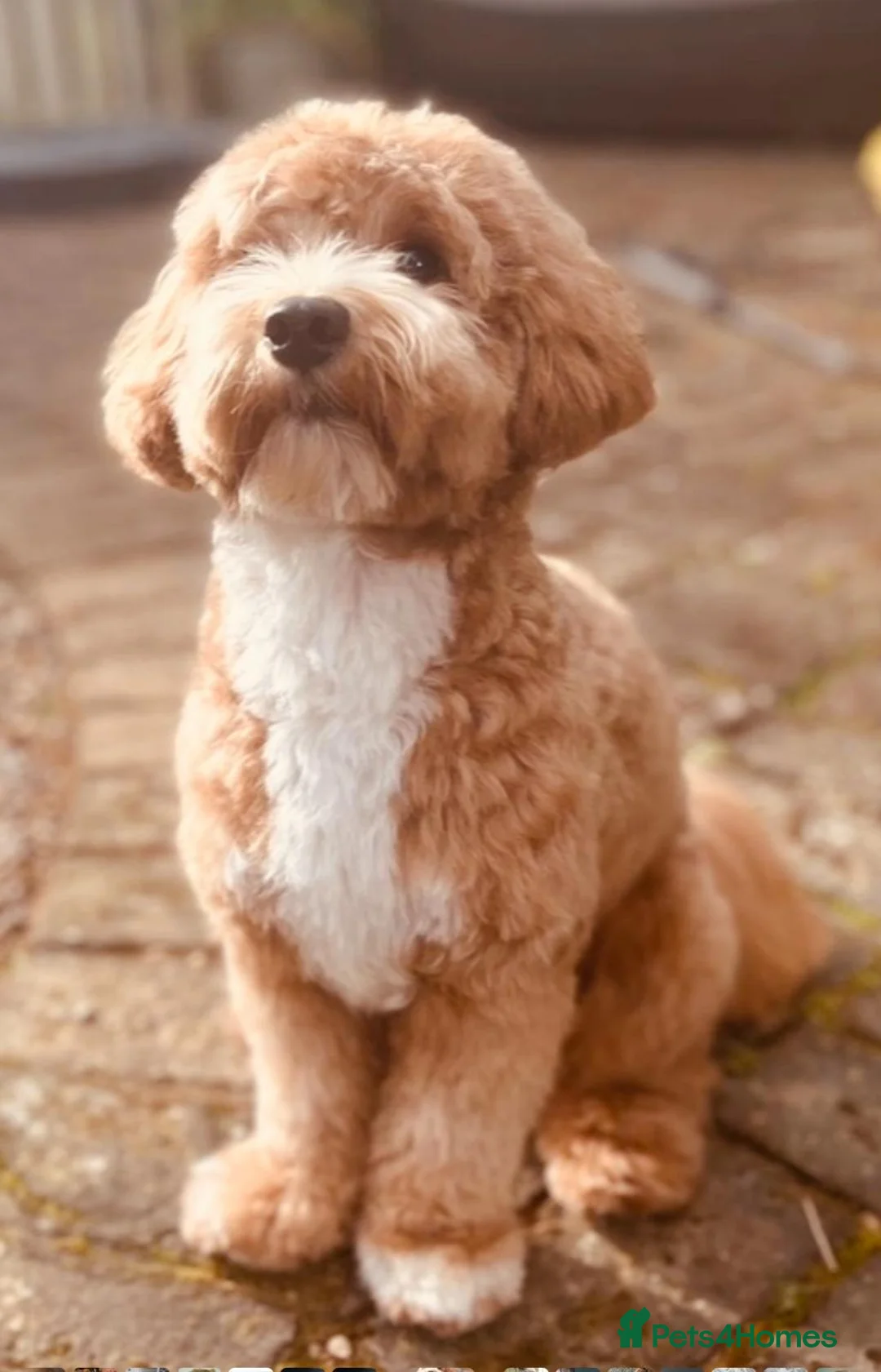 Maltipoo dogs for stud: Loveable Maltipoo Male 2yrs old. in Bedford - Advert 2