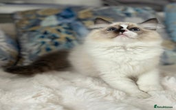 Ragdoll cats for sale: Beautiful Bicolour Ragdoll Kittens Home Raised, in Castleford - Image 11