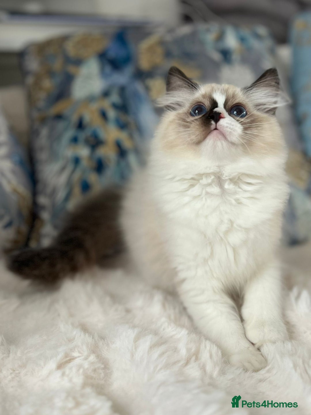 Ragdoll cats for sale: Beautiful Bicolour Ragdoll Kittens Home Raised, in Castleford - Image 11