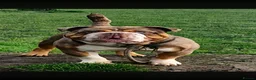 Olde English Bulldogge dogs for sale: 🐾PUPPIES HAVE ARRIVED🐾 💙🩷 - Advert 16