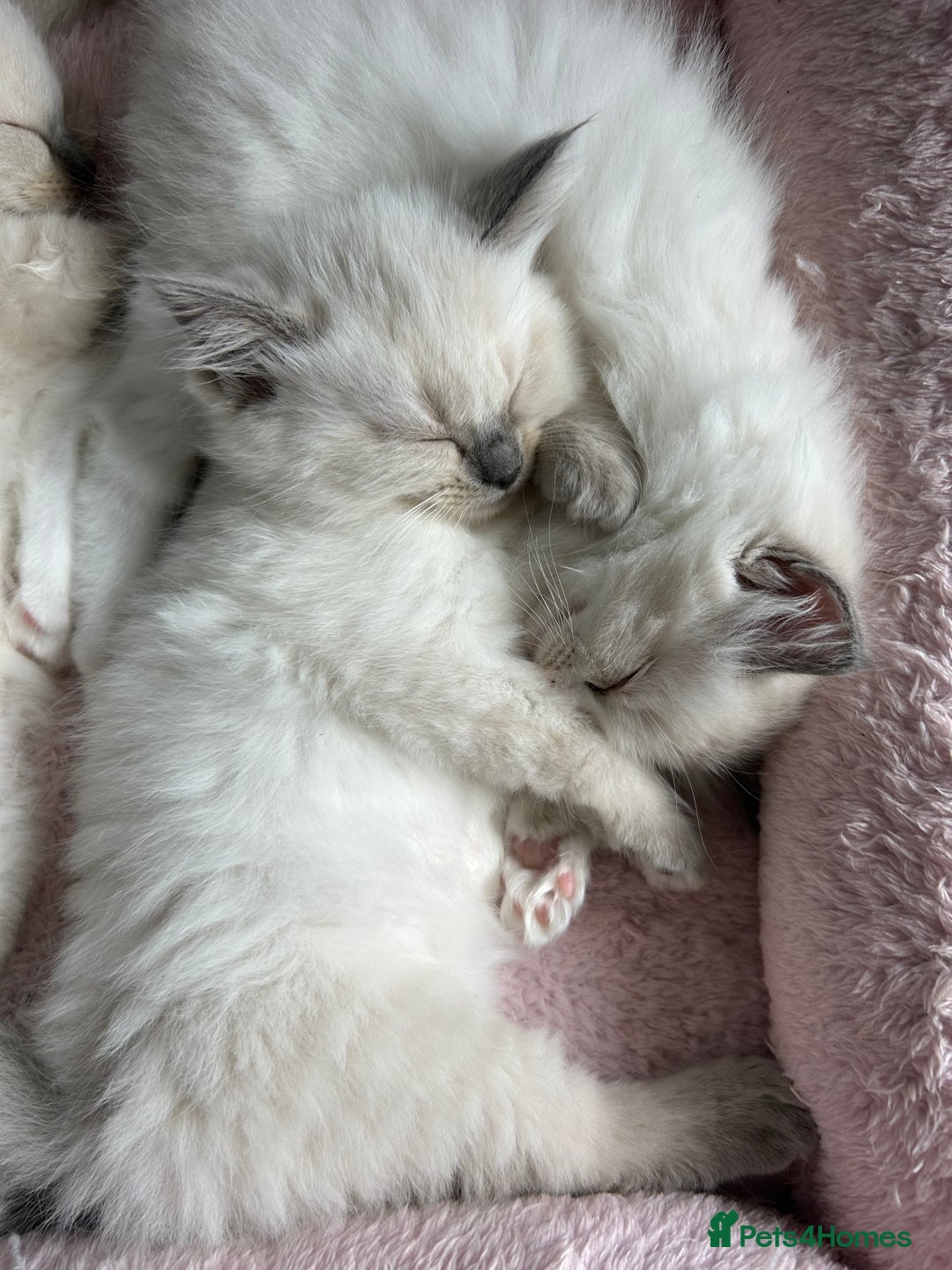 Ragdoll cats for sale: Pure Ragdoll Kitten - Image 14