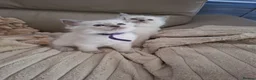 Ragdoll cats for sale: Ragdoll kittens  - Advert 8
