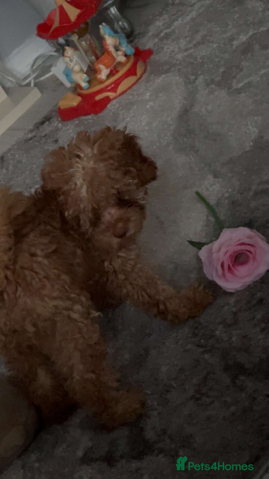 Poodle dogs for sale: Poodle puppies  - Image 17