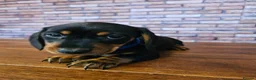 Miniature Dachshund dogs for sale: Dachshund miniature Pups Black & tan 11th of April in Ashford - Advert 13