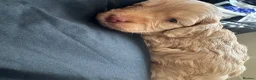 Cavapoo dogs for sale: Fully heath cheeked Cavapoos  - Advert 4