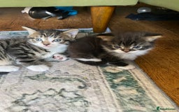 Mixed Breed cats for sale: Kittens for sale  - Image 3