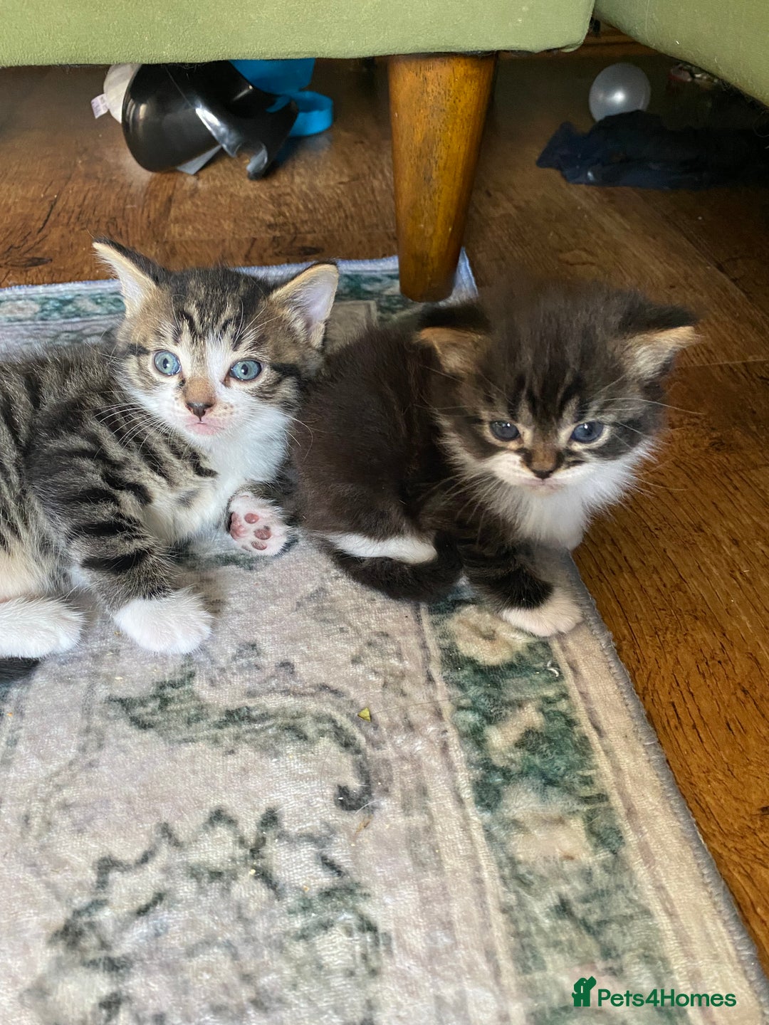 Mixed Breed cats for sale: Kittens for sale  - Image 3
