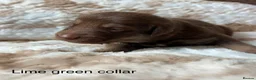 German Shepherd dogs for sale: Beautiful German Shepherd Cross Puppies - Advert 9