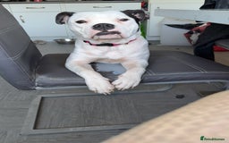 Old Tyme Bulldog dogs for sale: Rehoming  - Image 1