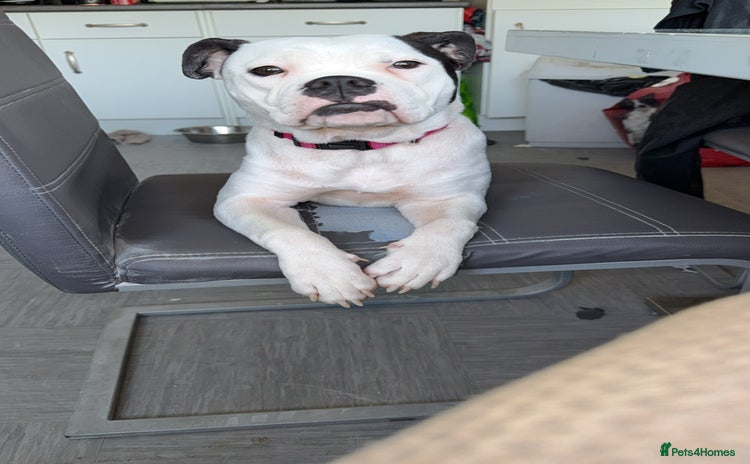 Old Tyme Bulldog dogs - Advert 1