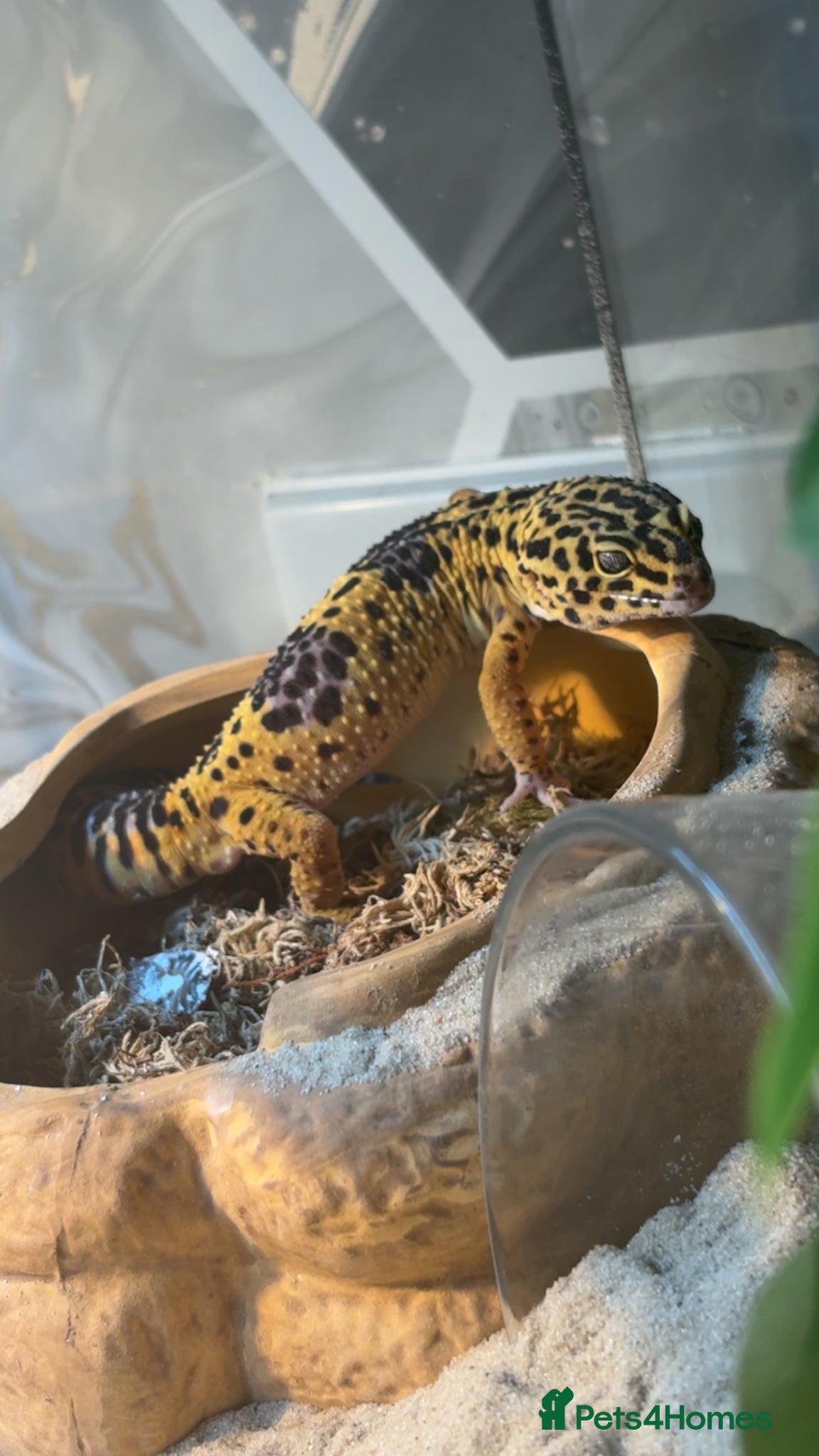 Leopard Gecko reptiles Leopard gecko male  - Advert 15