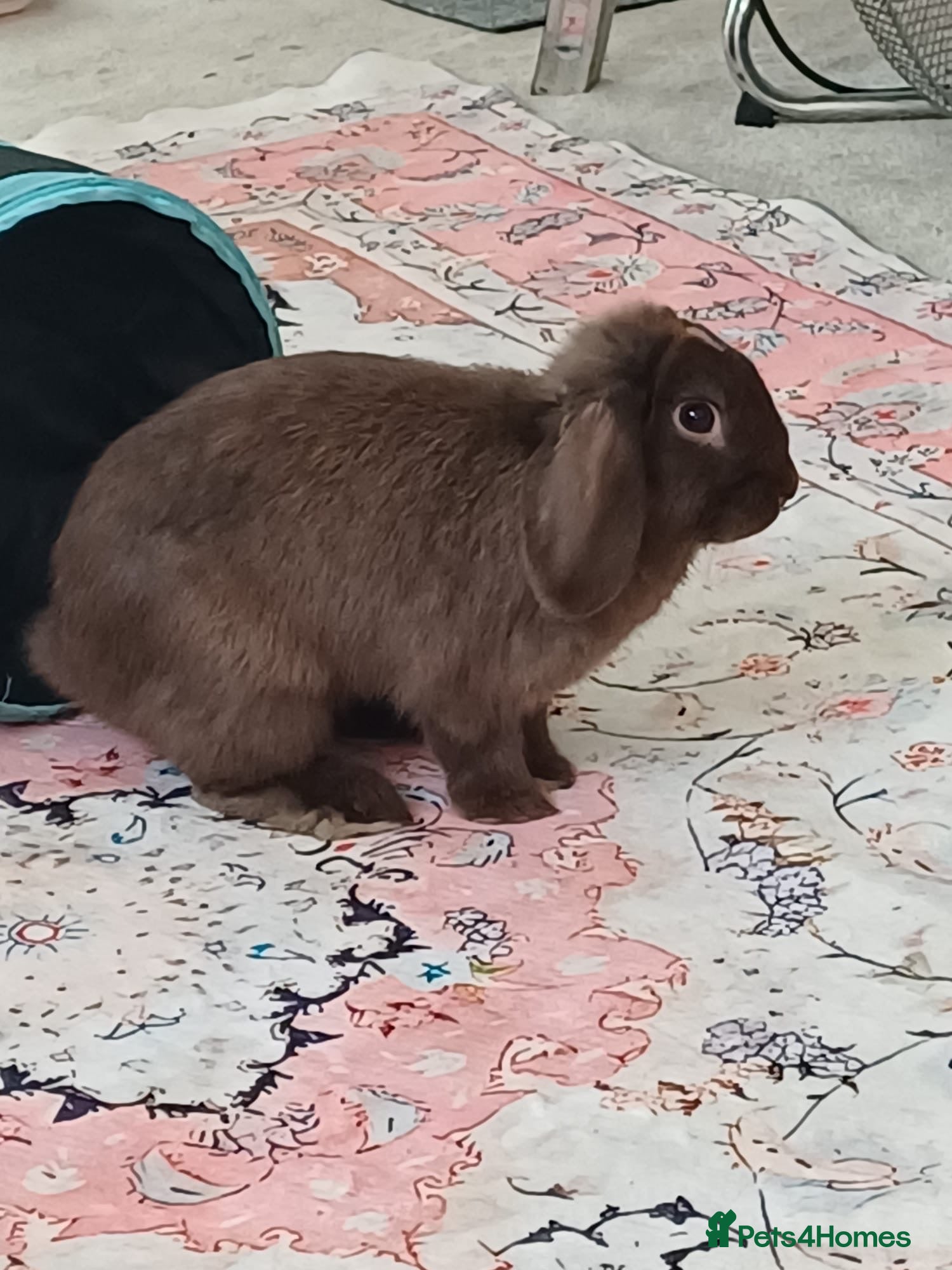 Dwarf Lop rabbits Absolutely gorgeous chocolate dwarf lop for sale🤎 - Advert 5
