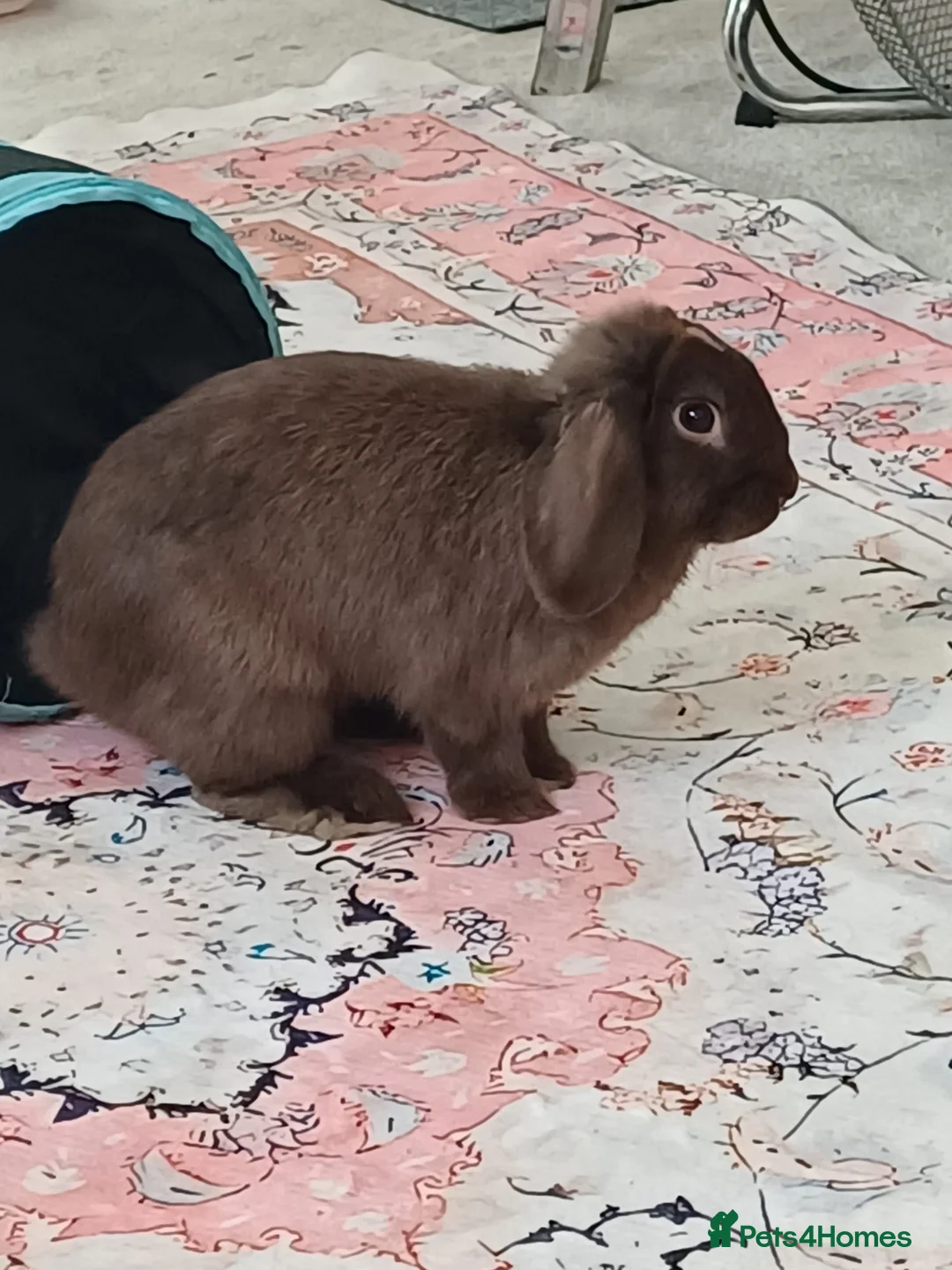 Dwarf Lop rabbits for sale: Absolutely gorgeous chocolate dwarf lop for sale🤎 - Advert 1