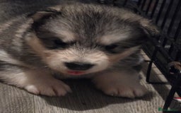 Alaskan Malamute dogs for sale: 2 female alaskan malamute girls ready now!! - Image 15