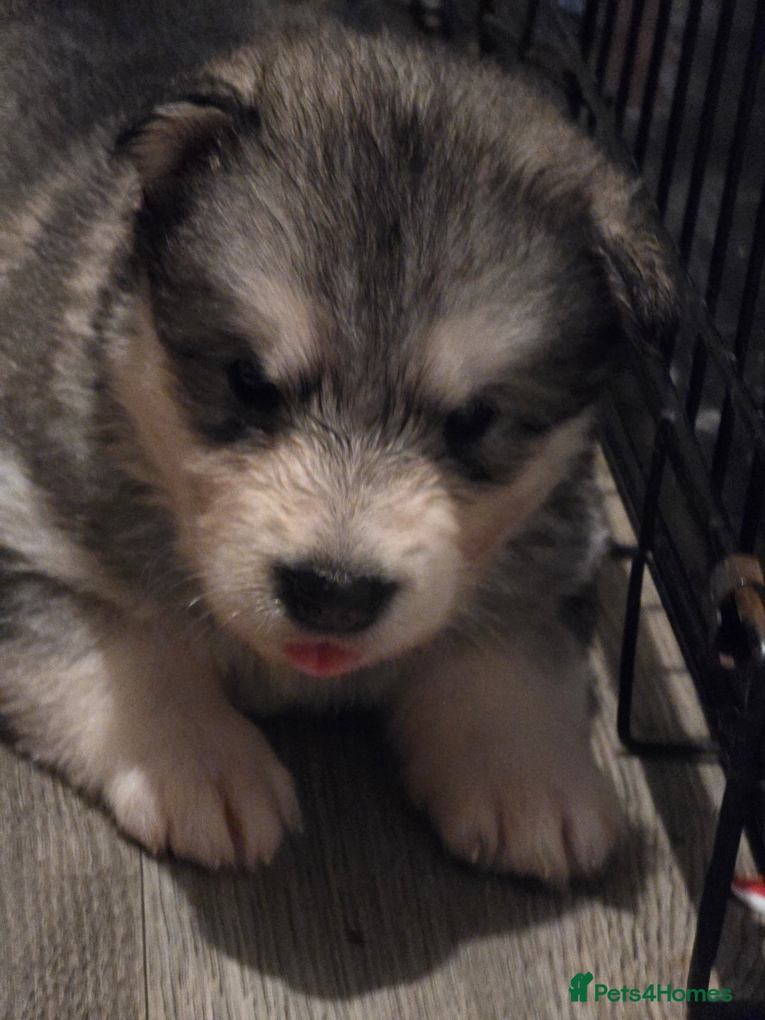 Alaskan Malamute dogs for sale: 2 female alaskan malamute girls ready now!! - Image 15