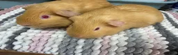 Guinea Pig rodents for sale: Saffron Boy Brothers - Advert 4
