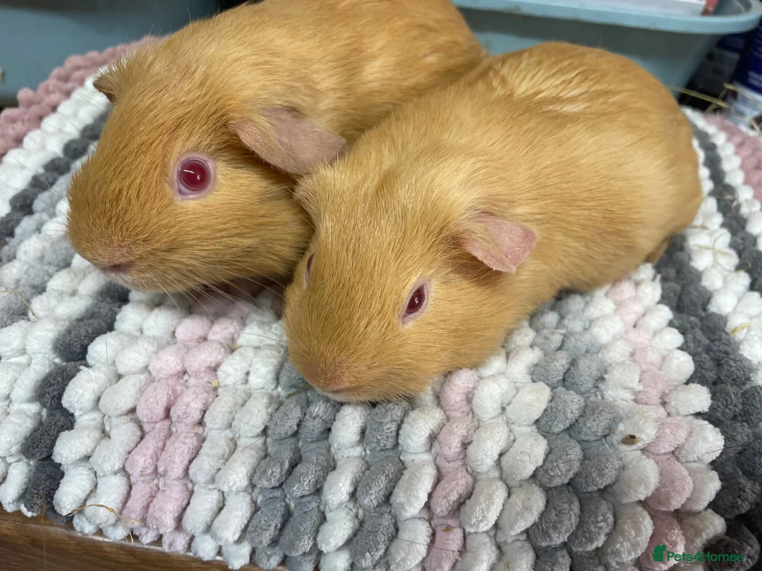 Guinea Pig rodents for sale: Saffron Boy Brothers - Advert 4