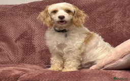 Cavapoo dogs for sale: Stunning cavapoo puppies - Advert 2