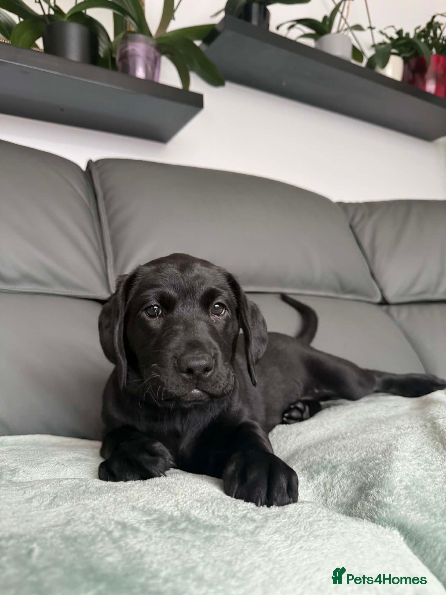Labrador Retriever dogs KCReg Black Labrador Puppies - Advert 1