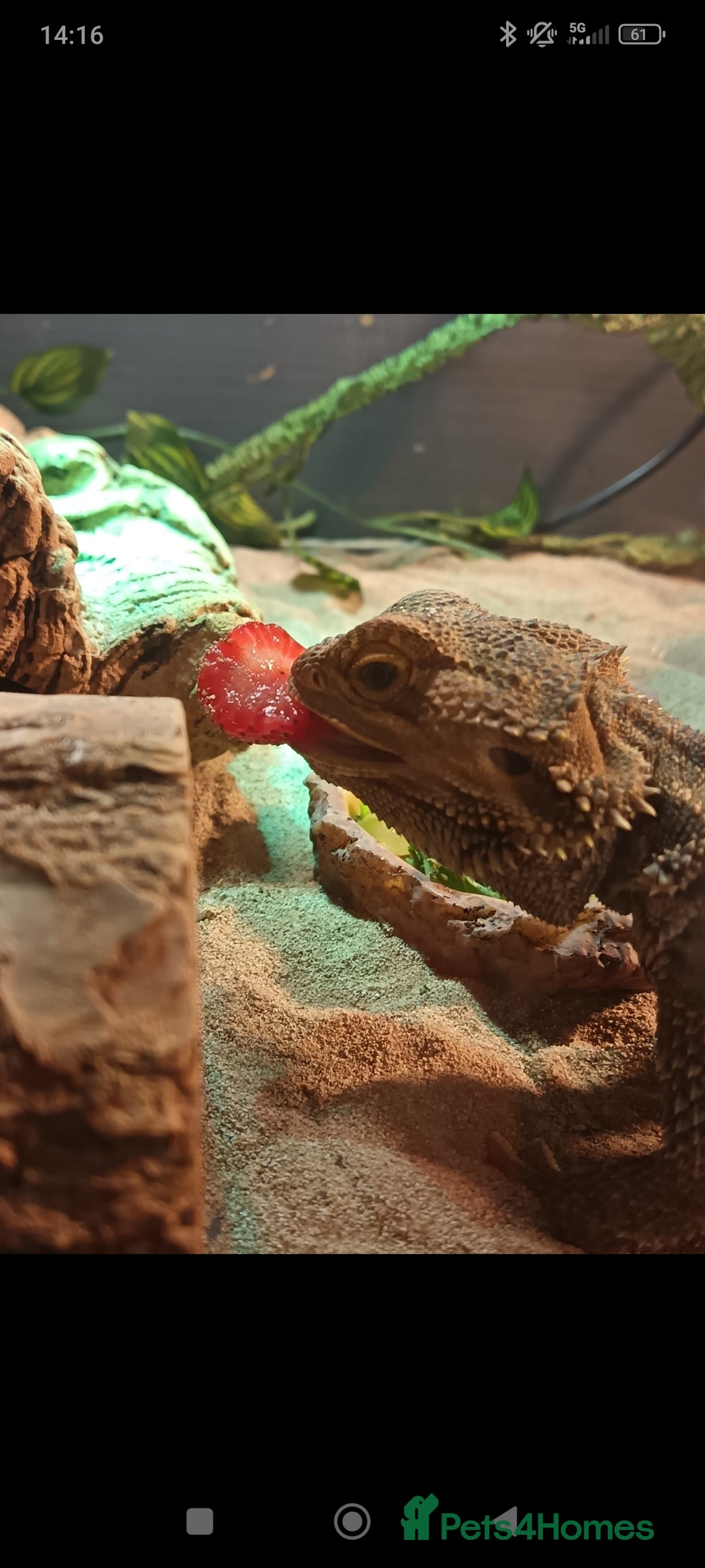 Bearded Dragon reptiles for sale: Leonard the bearded dragon  - Advert 6