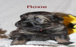 German Shepherd dogs for sale: German shepherd puppies  - Image 5