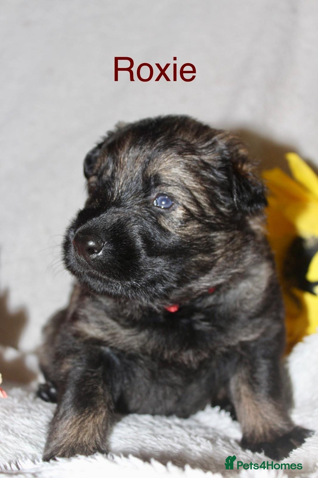 German Shepherd dogs for sale: German shepherd puppies  - Image 5