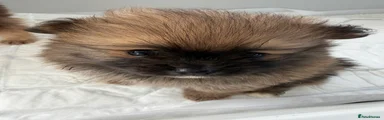 Pomeranian 1