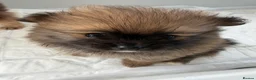 Pomeranian dogs for sale: Pomeranian puppy’s  - Advert 10