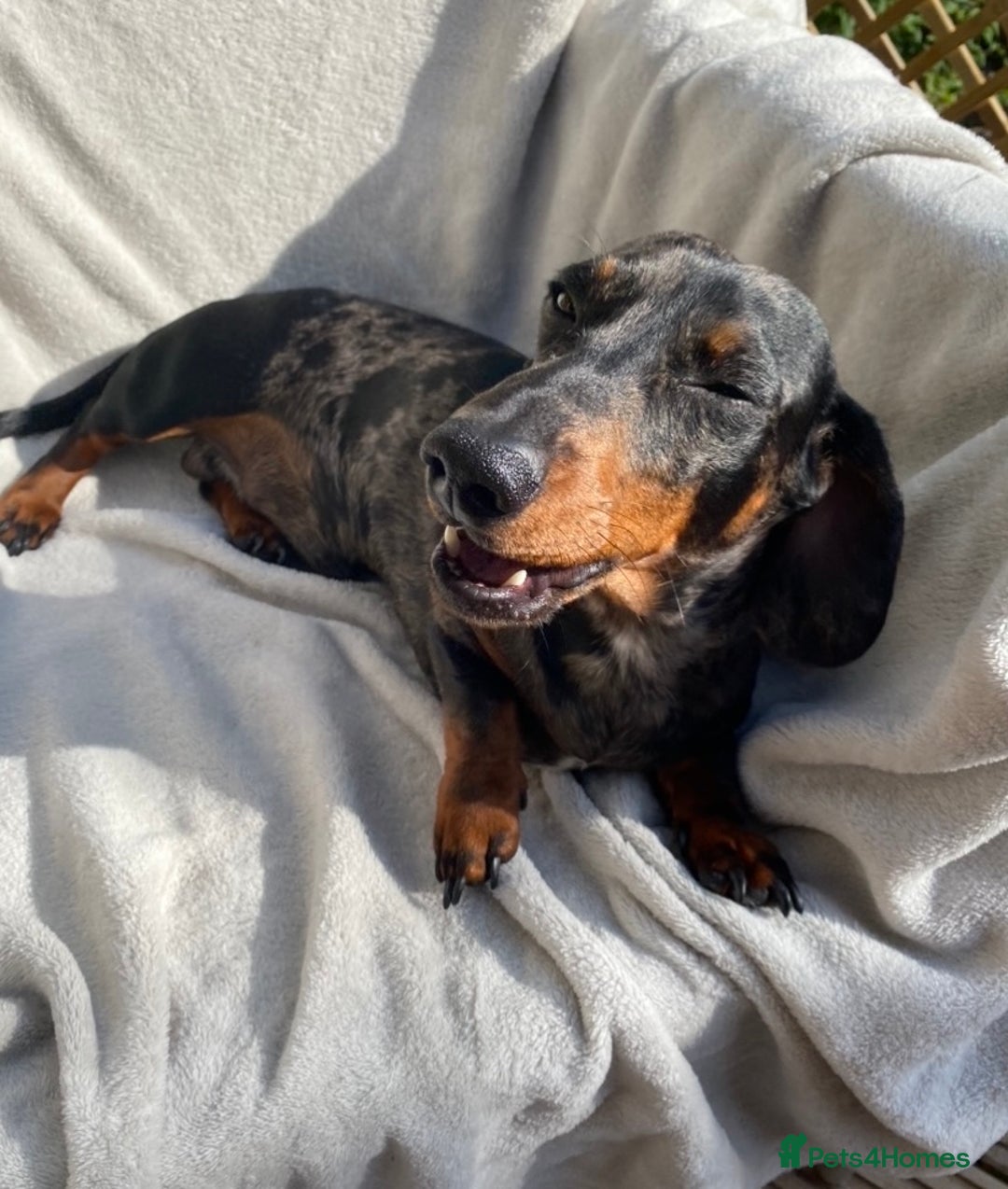 Miniature Dachshund dogs for stud: FOR STUD STUNNING SILVER DAPPLE in Benfleet - Advert 3