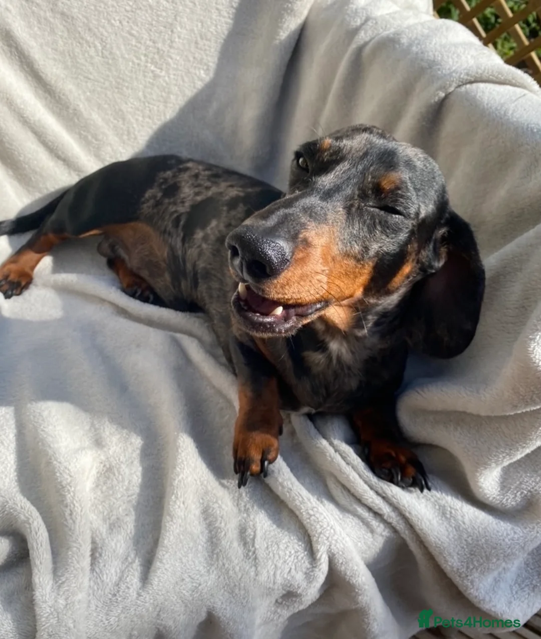 Miniature Dachshund dogs for stud: FOR STUD STUNNING SILVER DAPPLE in Benfleet - Advert 2
