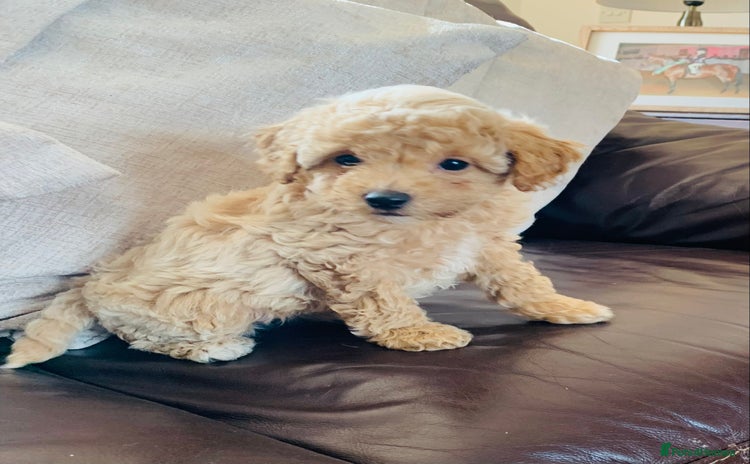 Poochon dogs - Advert 4