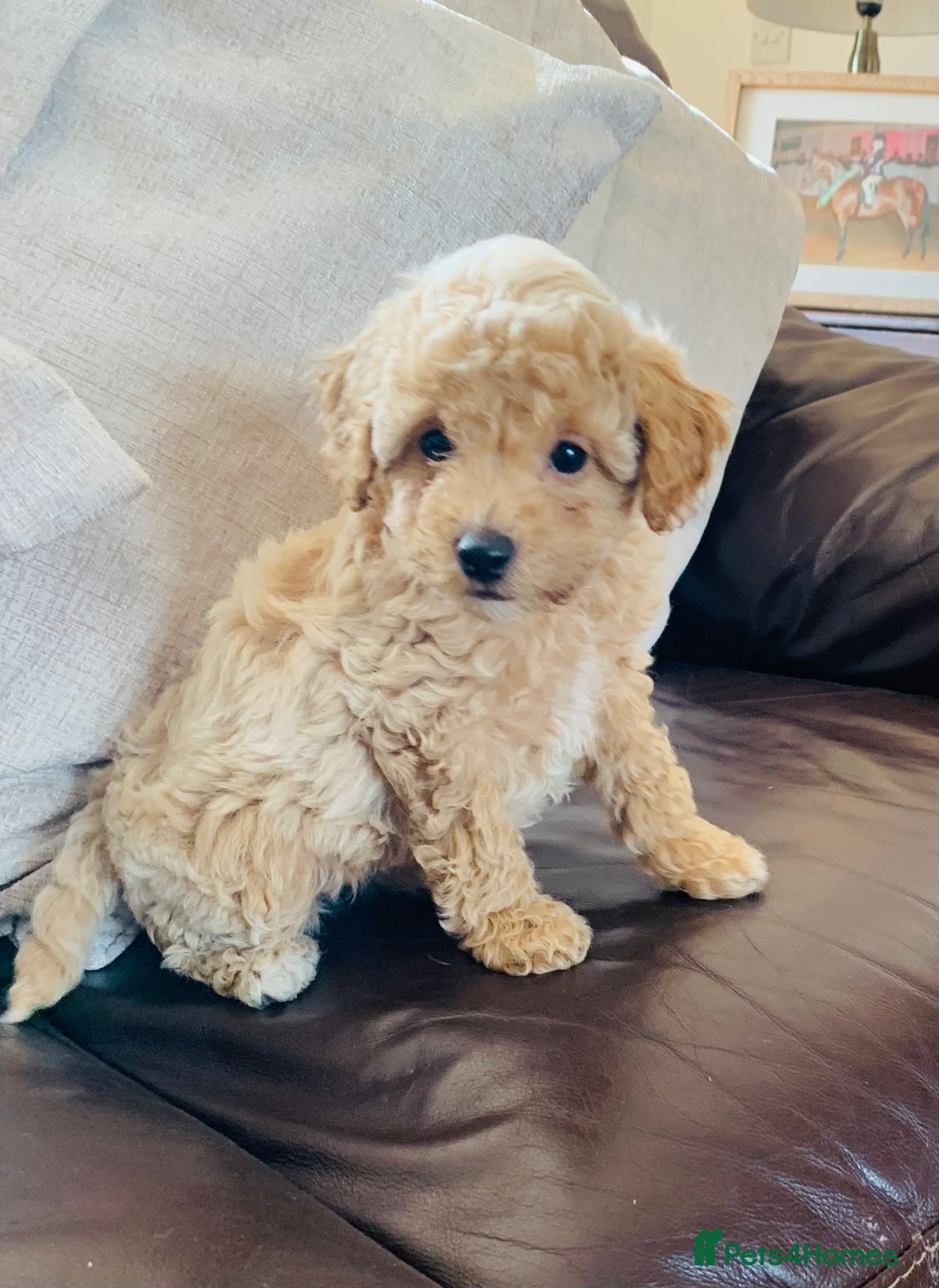Poochon dogs for sale: Gorgeous Poochon puppies  - Image 1