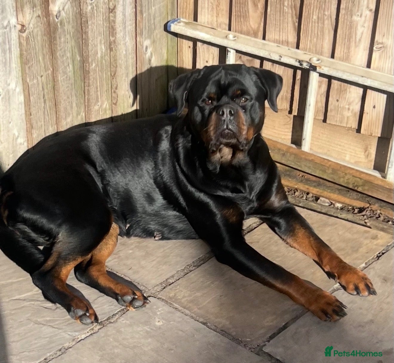 Rottweiler dogs *** Litter Due *** - Advert 5