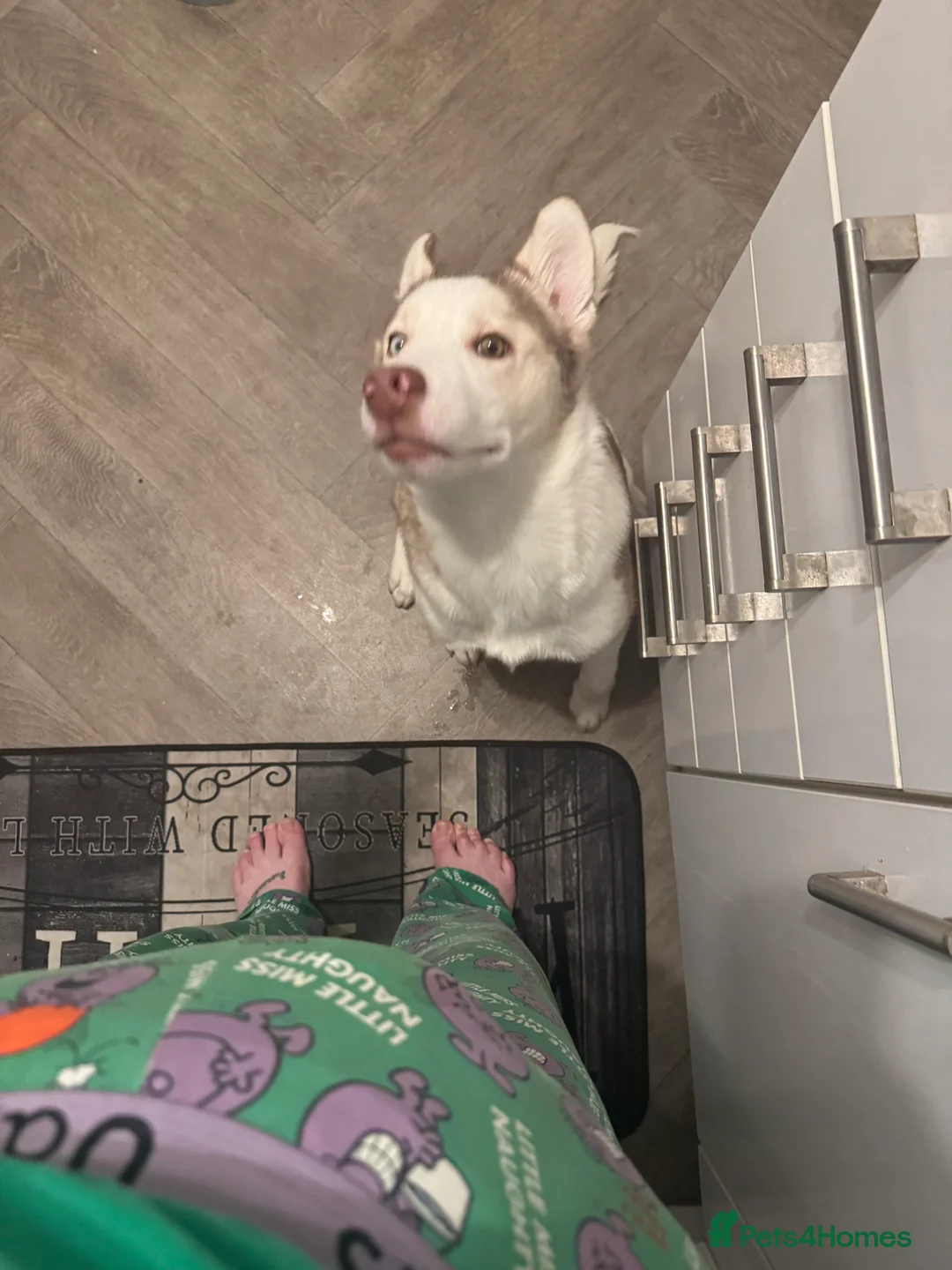 Siberian Husky dogs for sale: 6month old Male Siberian Husky - Advert 7