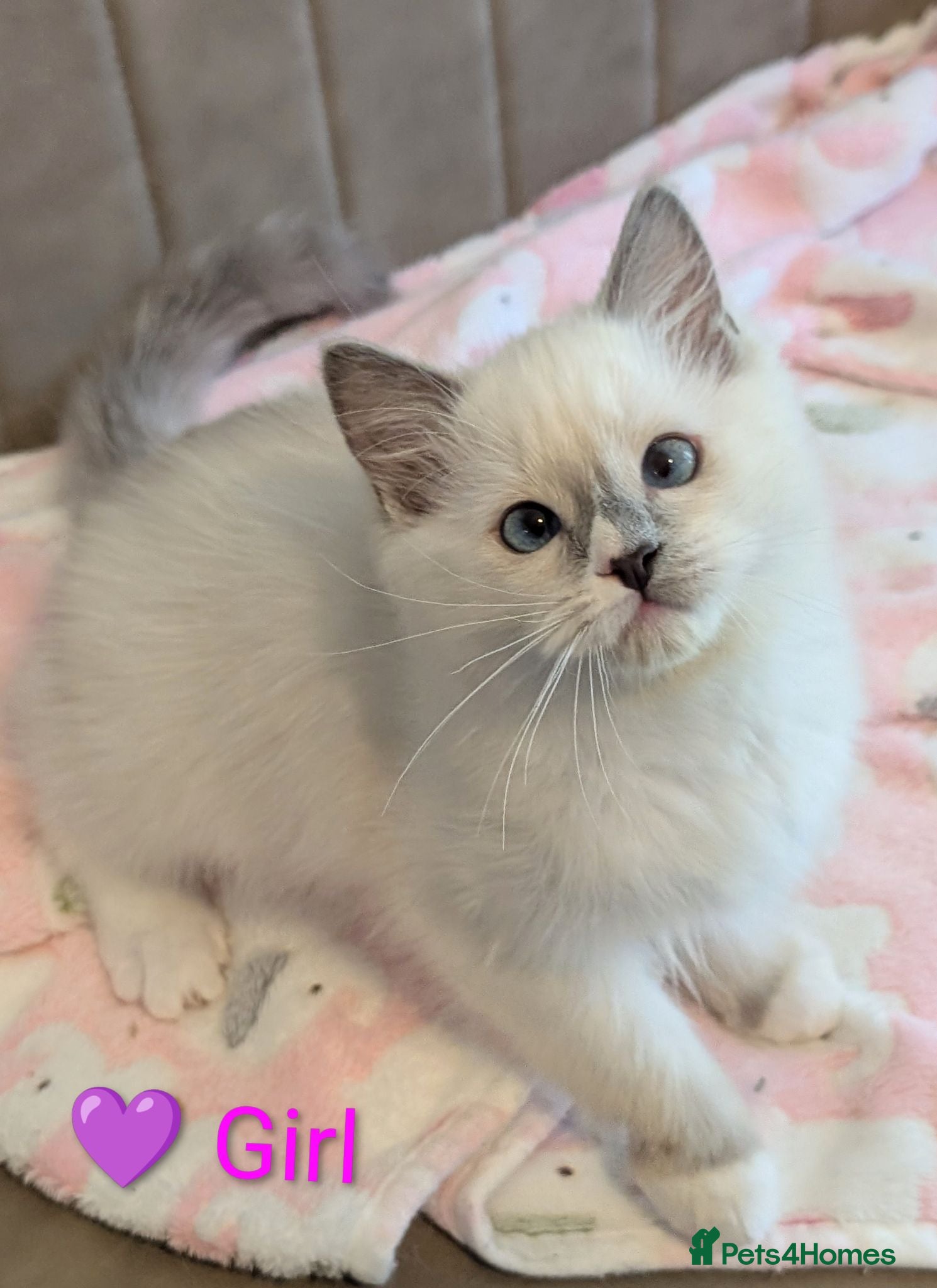Ragdoll cats 🏆Grand EU champion TICA Ragdoll kittens  - Advert 2
