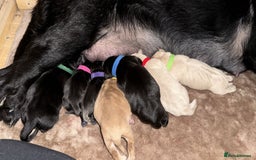 Labrador Retriever dogs for sale: 2 black female lab puppies  - Image 4