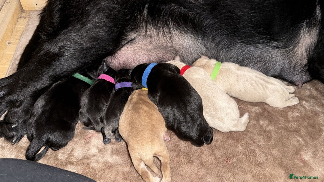 Labrador Retriever dogs for sale: 2 black female lab puppies  - Image 4