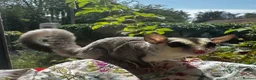Sugar Glider rodents for sale: Platinum Mosiac and white faced female - Advert 8